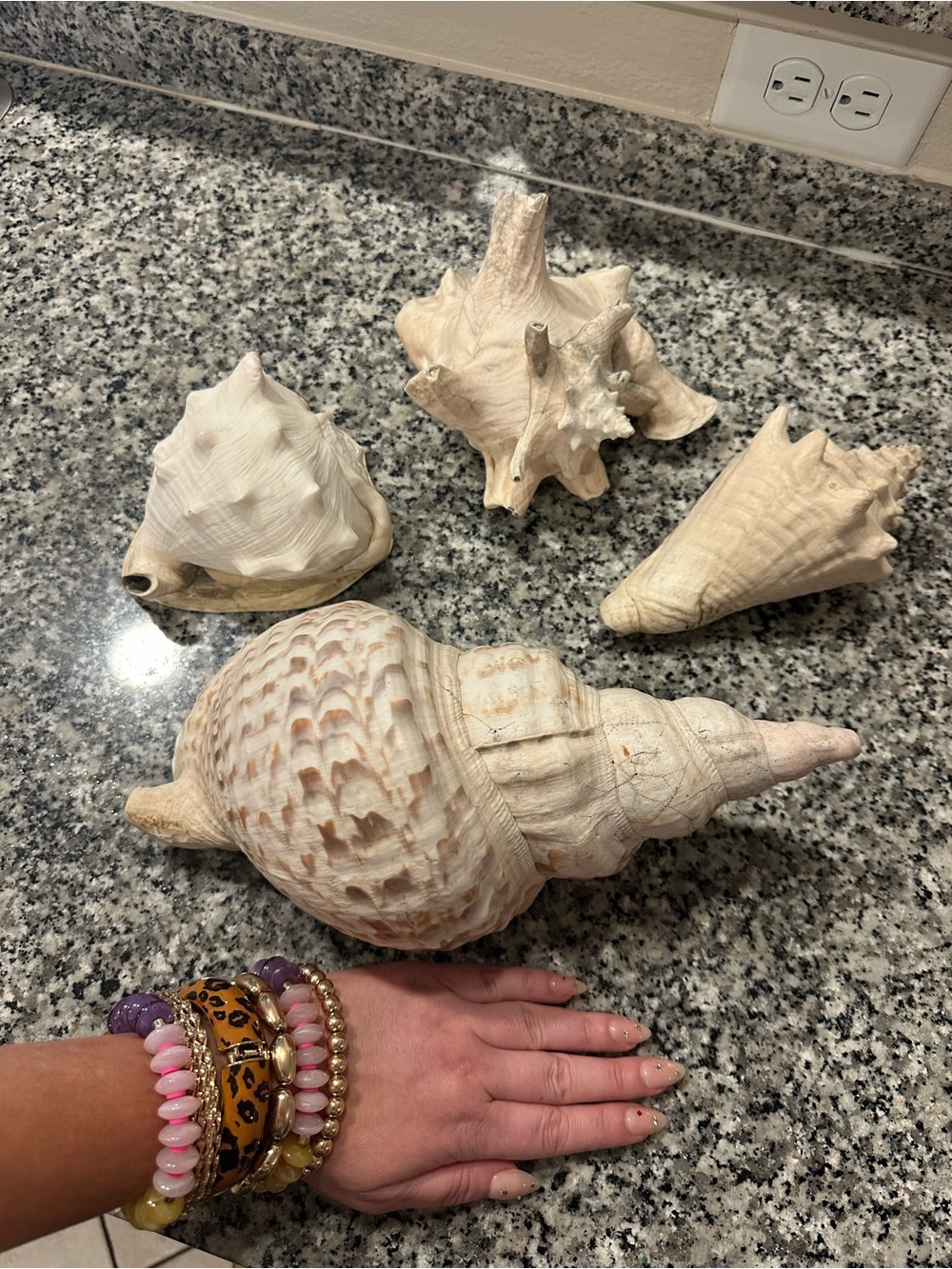 Large Vintage Coastal Seashell Collection Set of 4 | Beach Cottage Decor - Picture 6 of 6